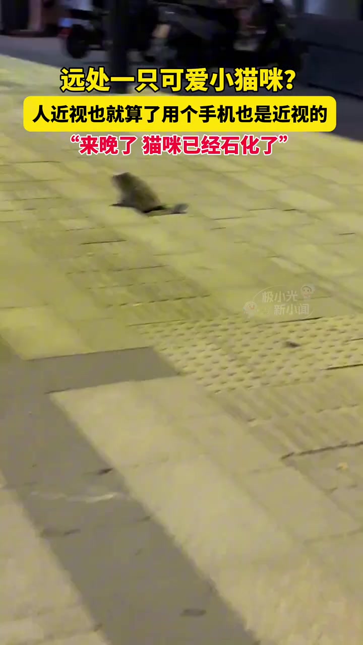 远处一只可爱小猫咪人近视也就算了用个手机也是近视的