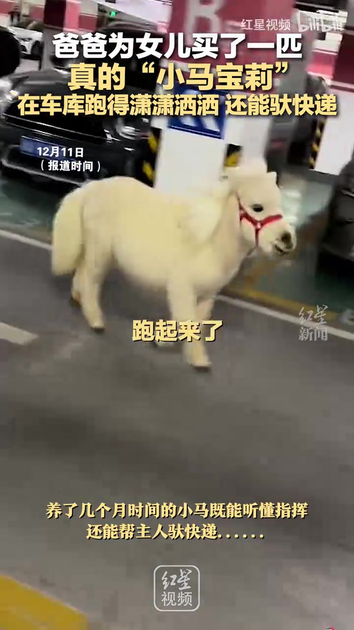 爸爸为女儿买了一匹真的“小马宝莉”在车库跑得潇潇洒洒