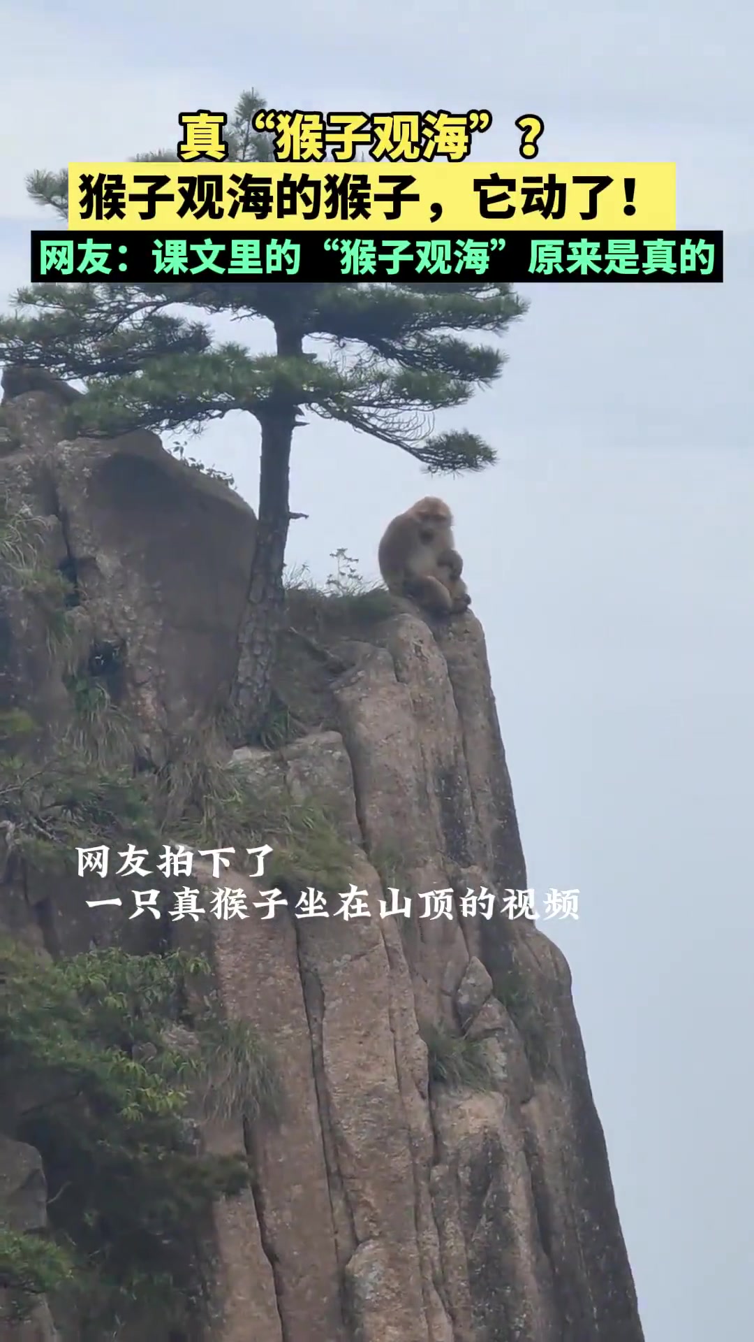 传说中的“猴子观海”，那猴子竟然动了！