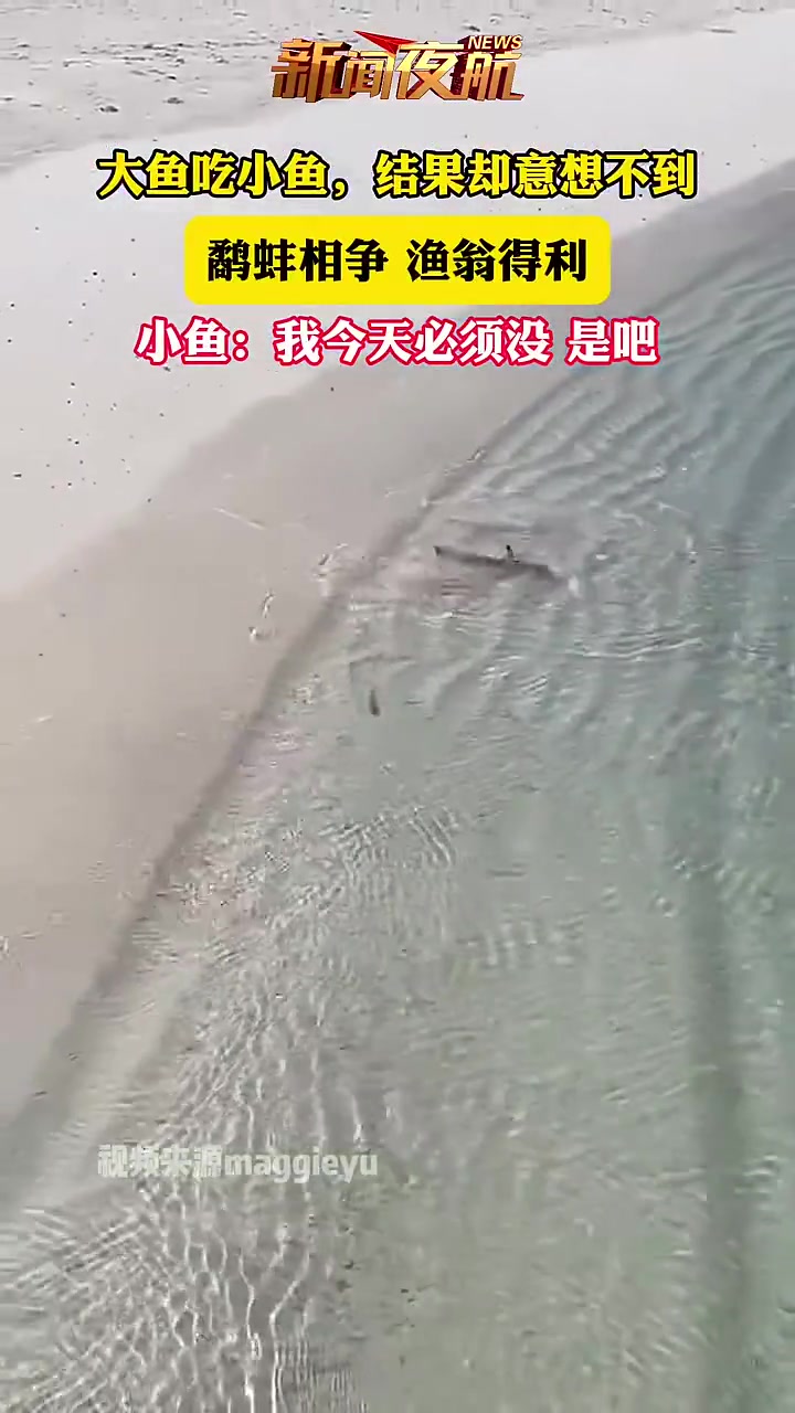 大鱼吃小鱼，结果却意想不到，鹬蚌相争渔翁得利