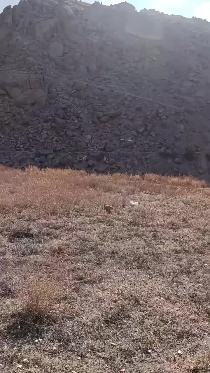 狗不知道有没有事鹰抓猎物一般都直接抓眼睛！