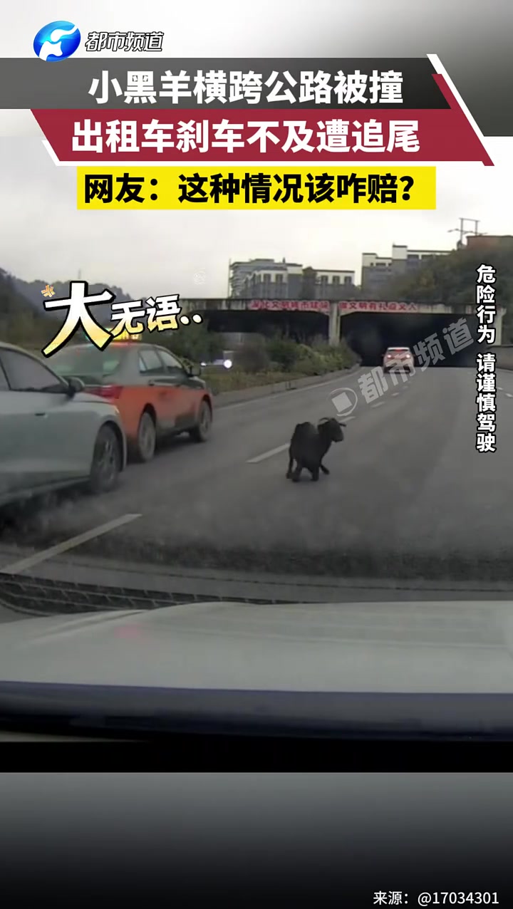 小黑羊横跨公路被撞，出租车刹车不及遭追尾！