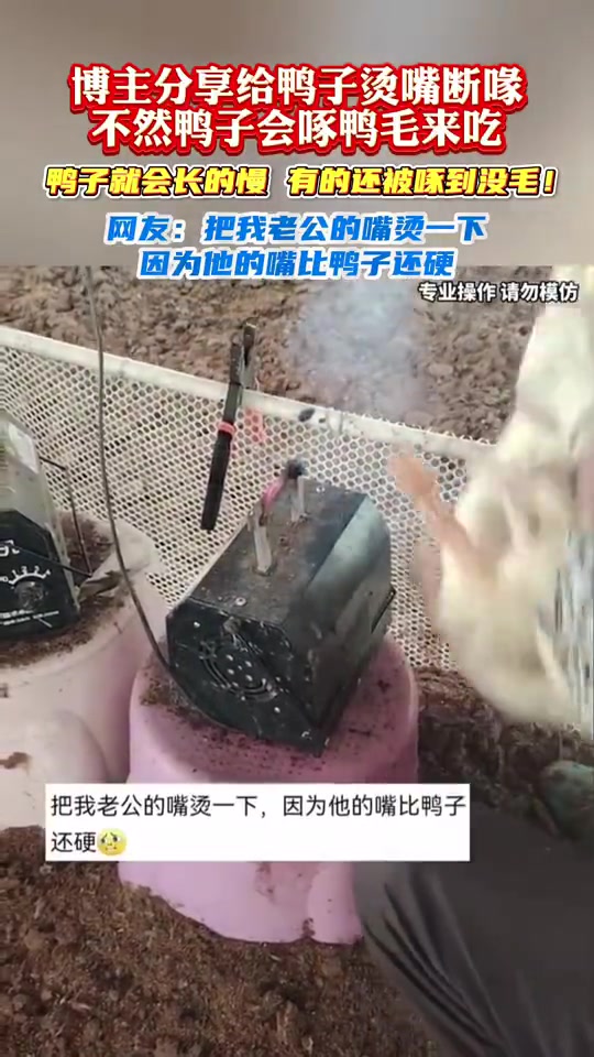 博主分享给鸭子烫嘴断喙，不然鸭子会啄鸭毛来吃，鸭子就会长的慢