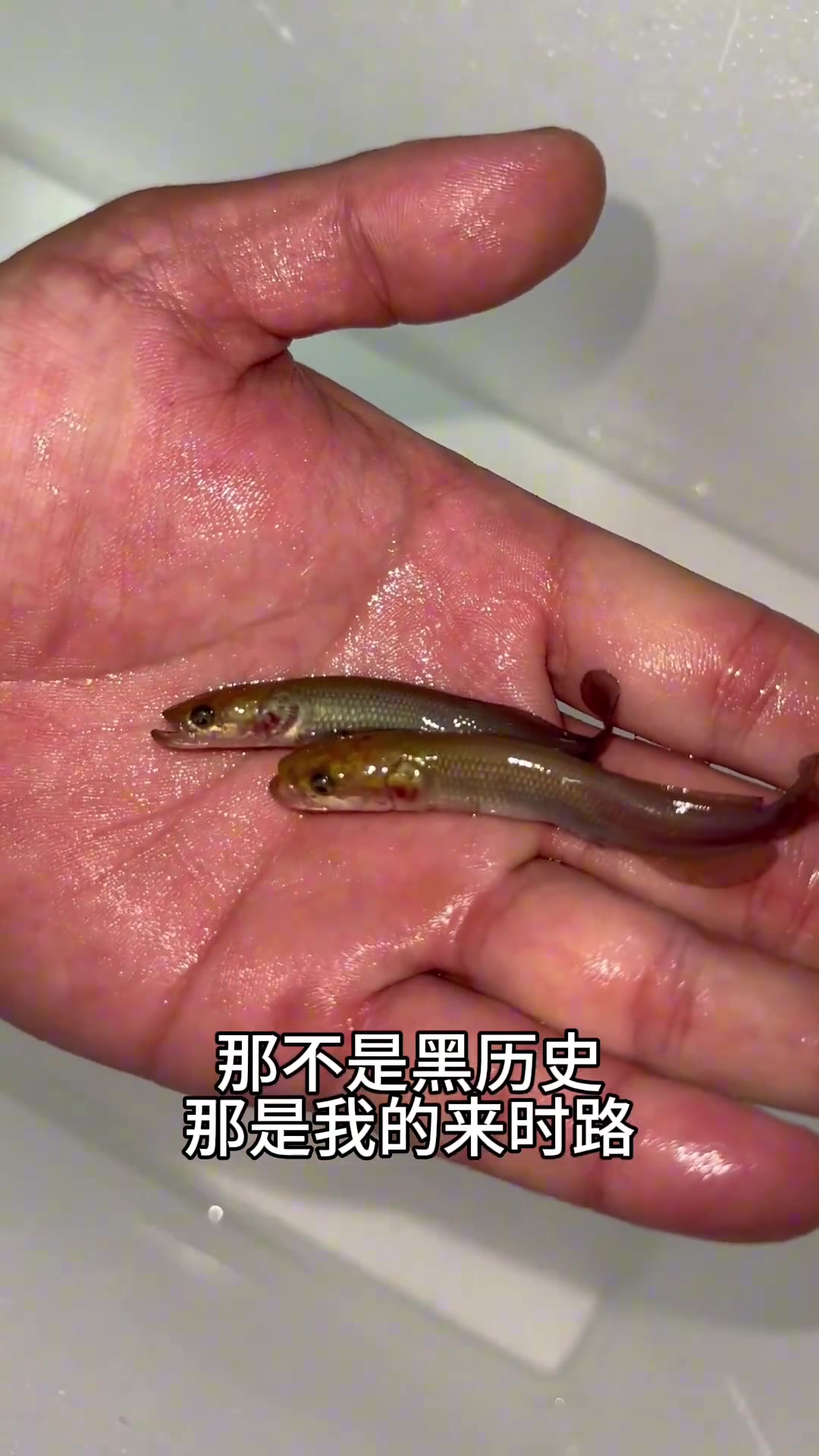我一直以为它本来就这么大呢，原来小时候是条小破鱼