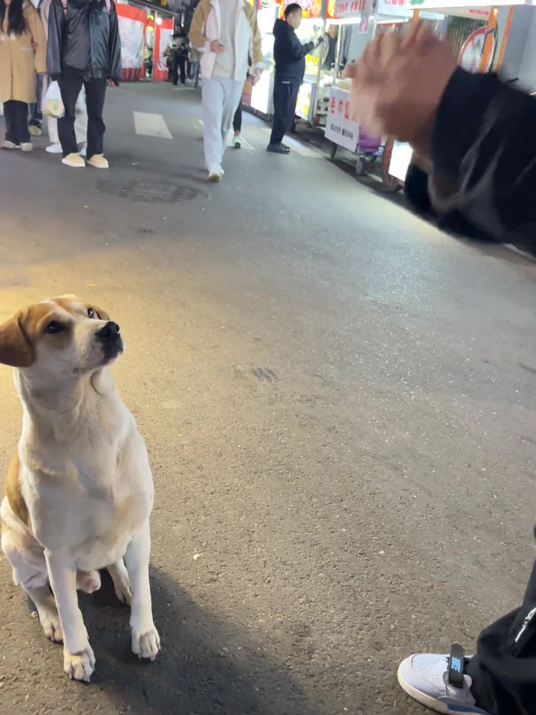 在成都抚琴夜市碰见的狗狗，好乖的狗狗呀