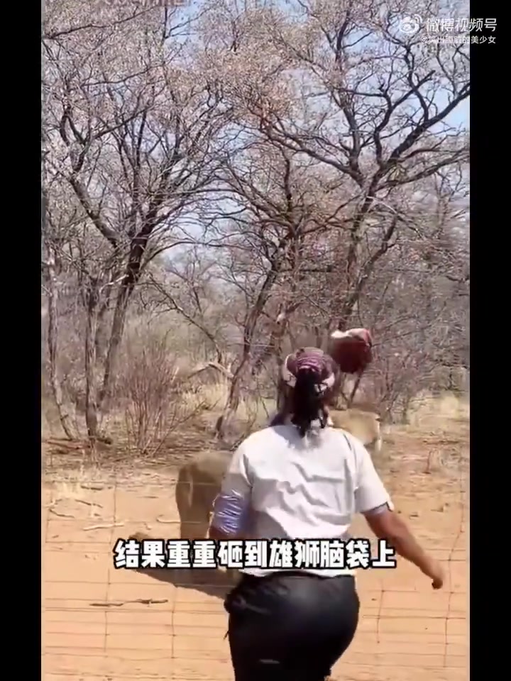 饲养员喂食砸中雄狮，雄狮气到骂骂咧咧