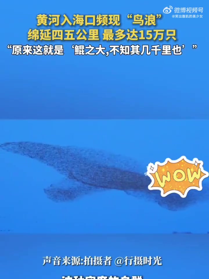 化身天空“鲸”！黄河入海口现绵延四五公里“鸟浪”