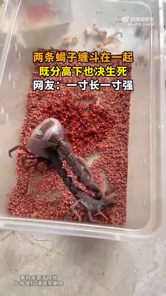 两条蝎子缠斗，既分高下也决生死，网友：一寸长一寸强