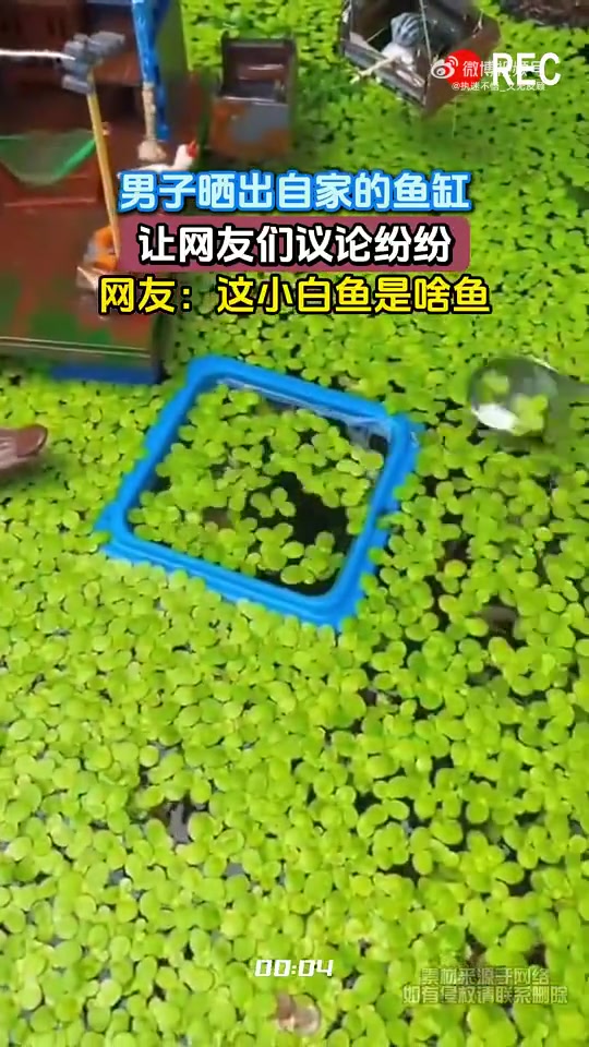 男子晒鱼缸，网友对小白鱼种类议论纷纷