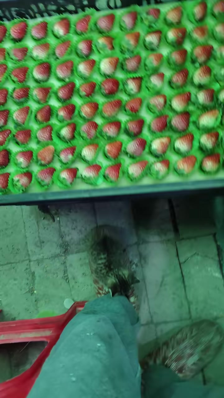 说出来可能不信，我鞋子上长猫了