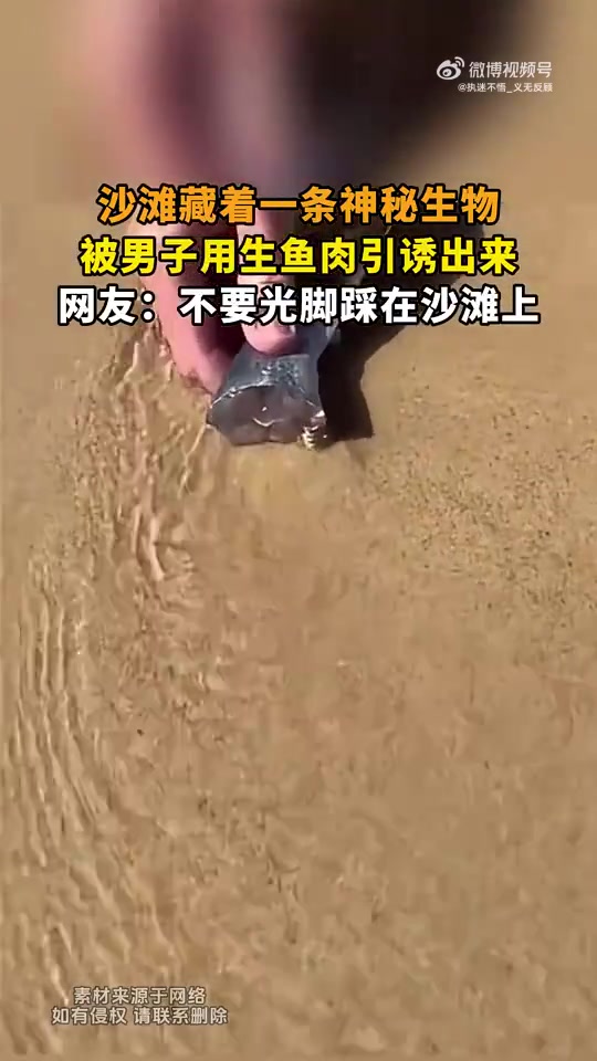 沙滩藏神秘生物，男子用生鱼肉引出，网友：别光脚踩沙滩