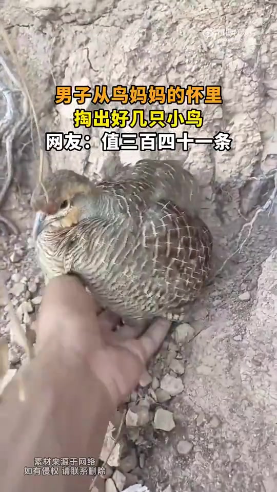 男子从鸟妈妈怀里掏出数只小鸟