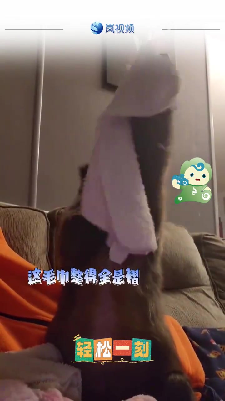 小猴子叠毛巾有模有样，有褶皱还会抻，猴子：没我家得散！