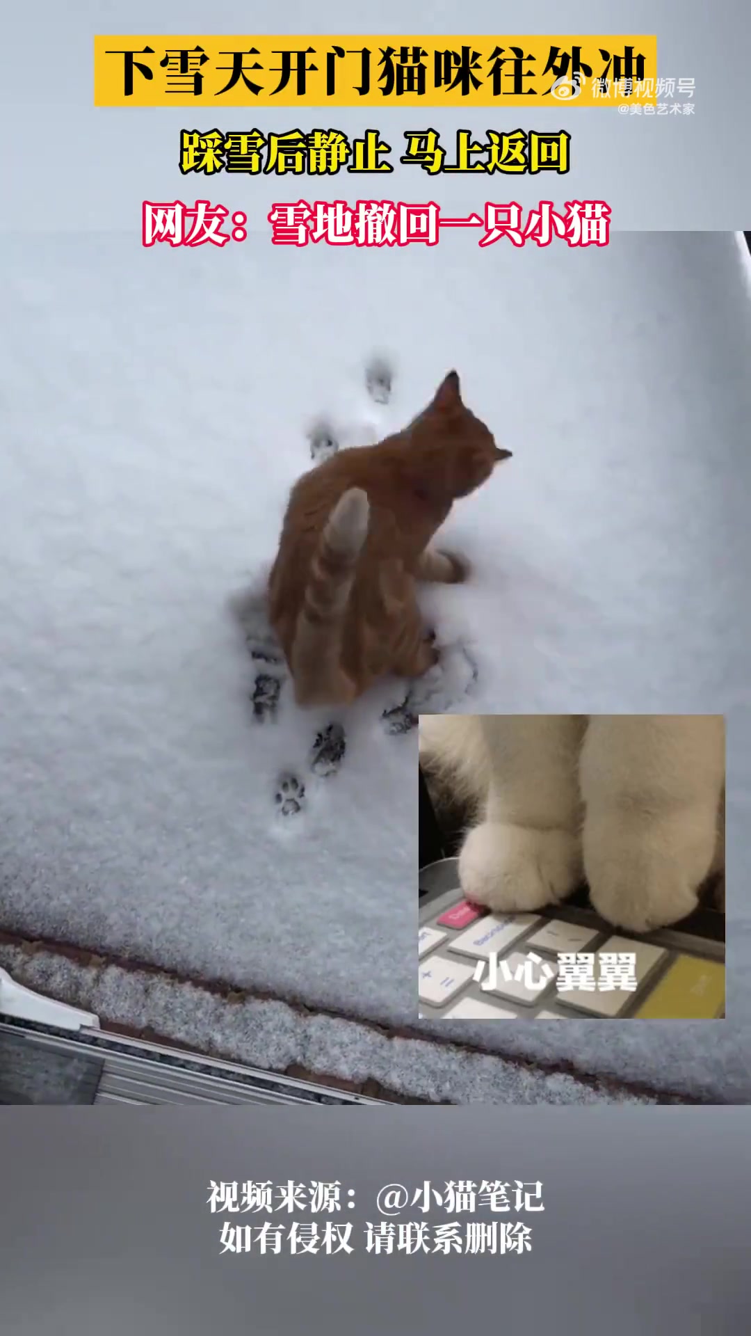 下雪天猫咪想出去玩，最终理智克制住了想出门的冲动