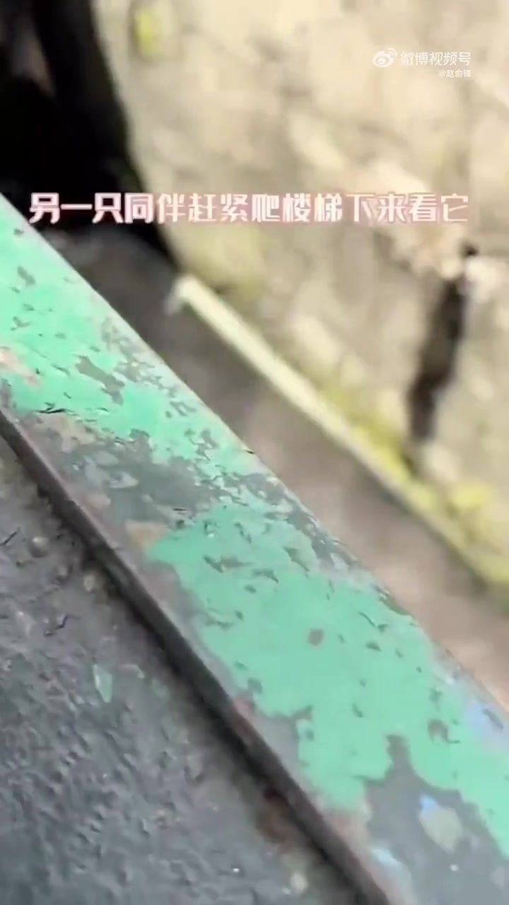 小熊向游客索取食物被同伴推下狠狠捧了下去