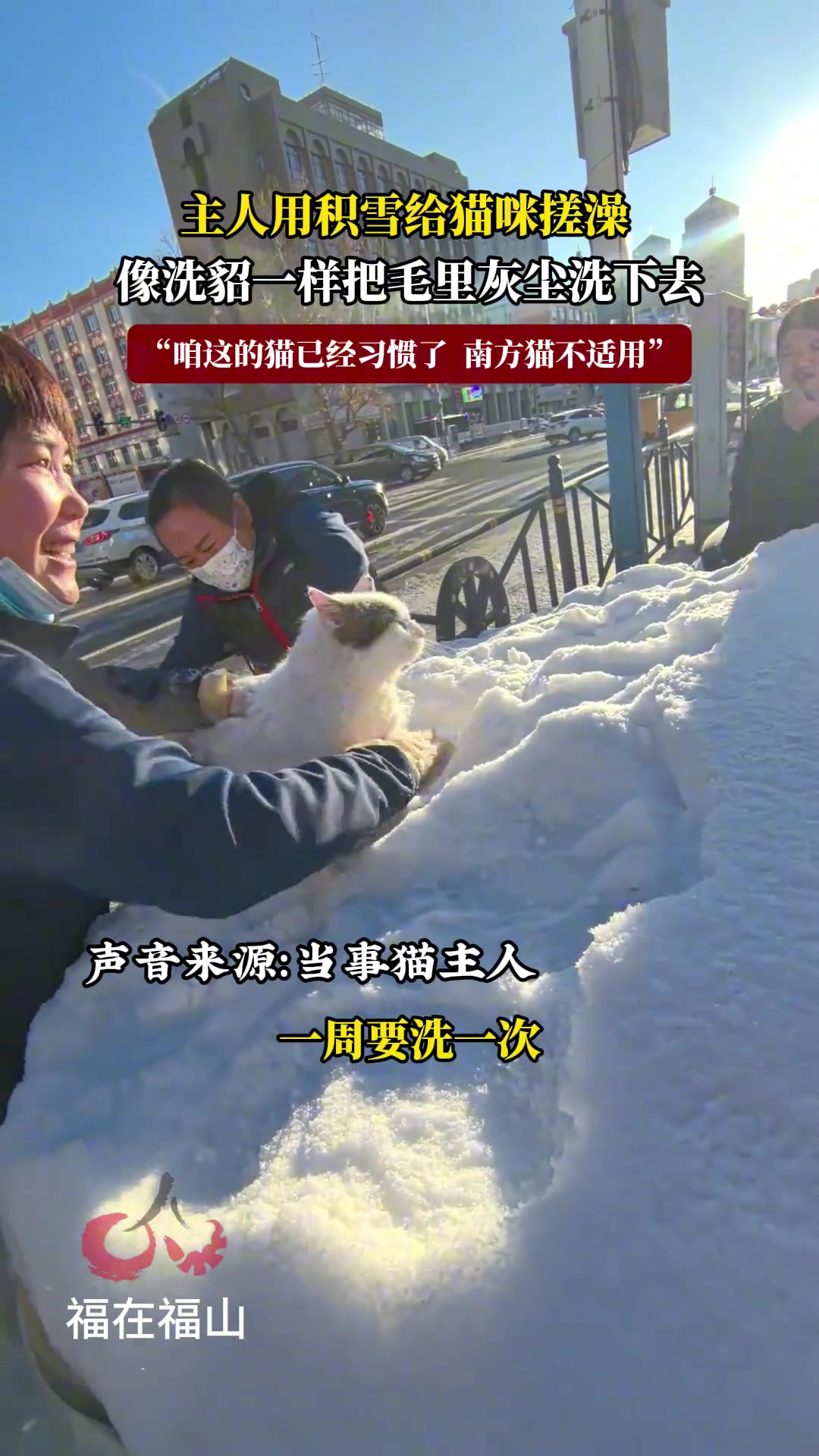 主人用积雪给猫咪搓澡，像洗貂一样把毛里灰尘洗下去