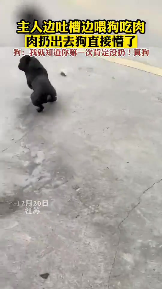 主人边吐槽边喂狗吃肉肉扔出去狗直接懵了