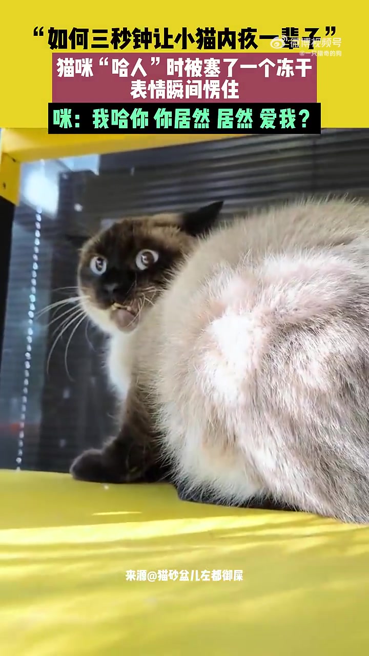 如何三秒钟让小猫内疚一辈子！