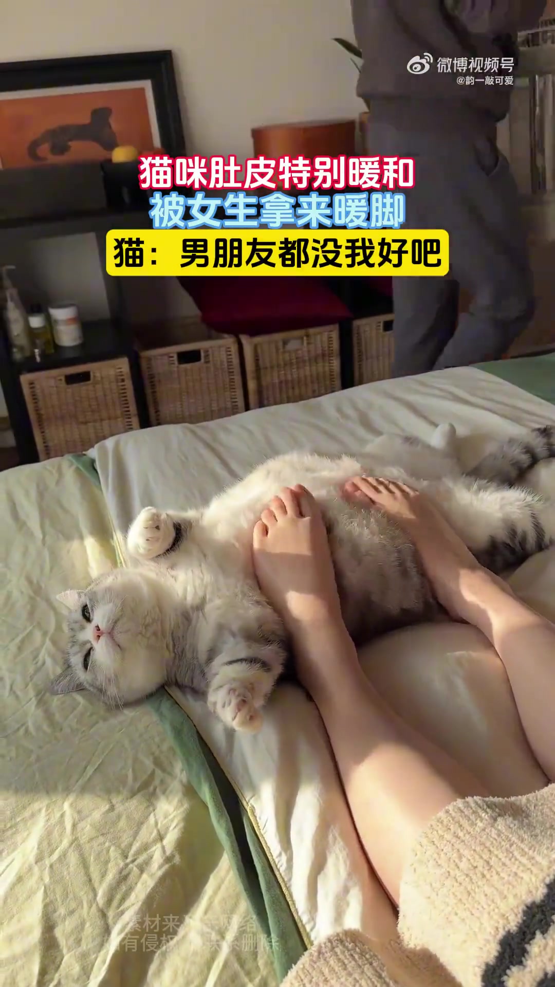 猫咪肚皮特别暖和，被女生拿来暖脚，猫：男朋友都没我好吧！