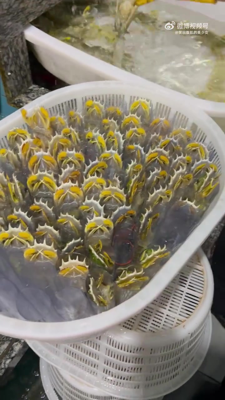 泰国濑尿虾，你是否喜欢吃这种虾呢