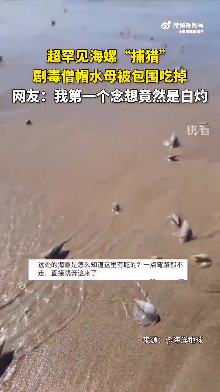 超罕见海螺围猎僧帽水母，网友竟想白灼