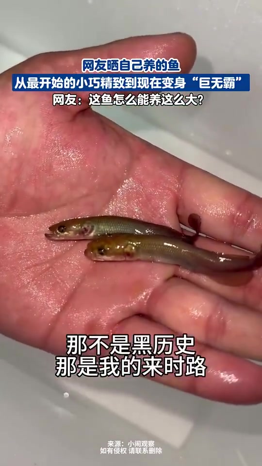 网友晒自己养的鱼，从最开始的小巧精致到现在变身“巨无霸”