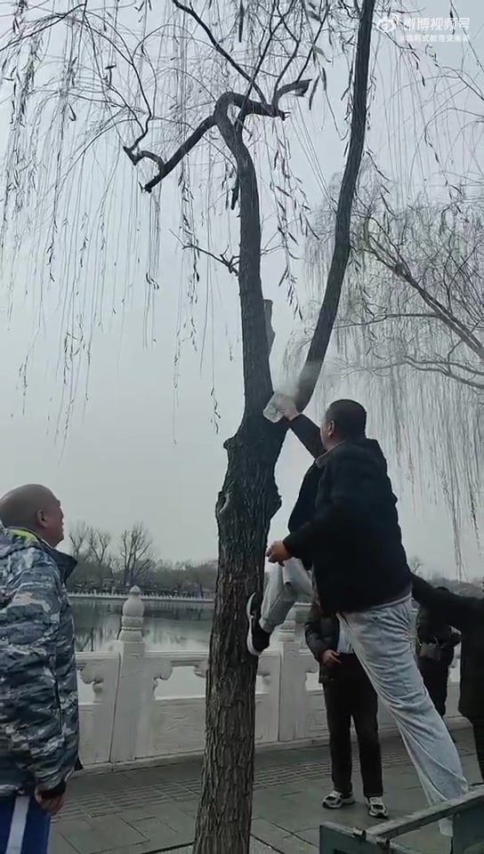 网友：北京后海的树，不知道啥原因自燃了