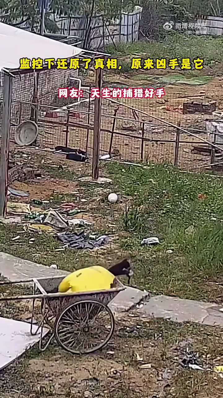 监控下还原了真相，原来凶手是它，网友：天生的捕猎好手
