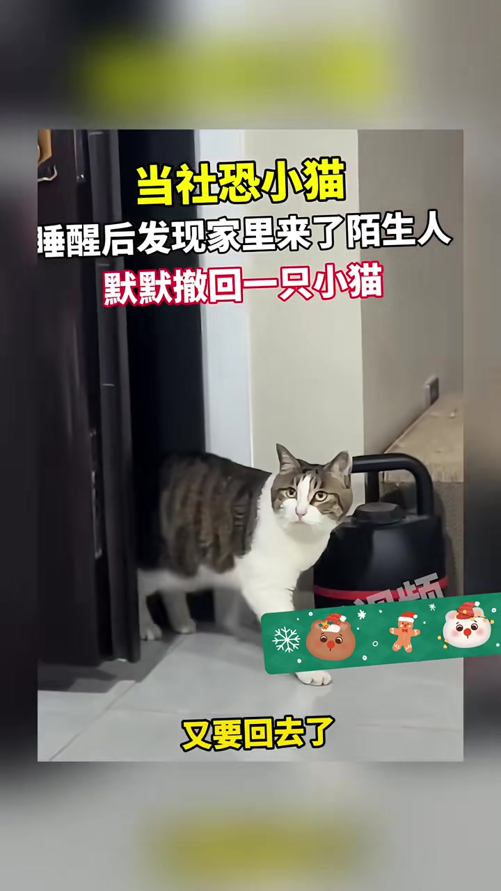 当社恐小猫睡醒后，发现家里来了陌生人，默默撤回一只小猫