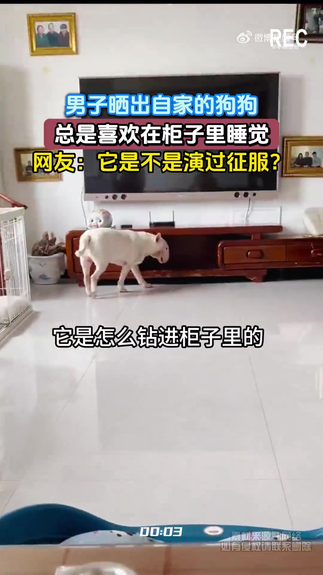 男子晒出自家的狗狗，总是喜欢在柜子里睡觉