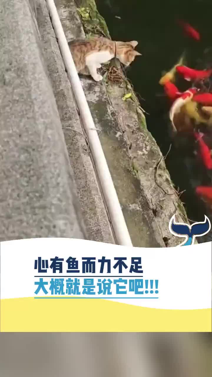 心有鱼而力不足，大概说的就是它吧！