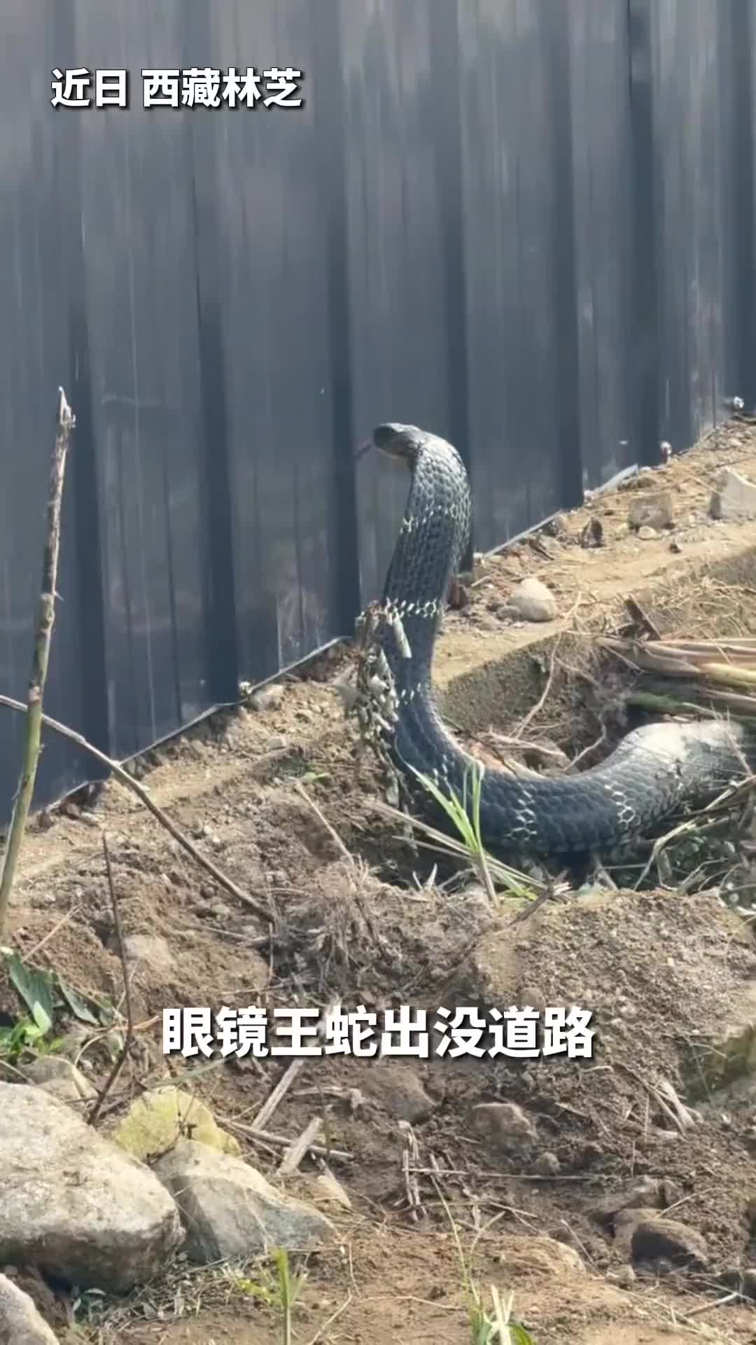 如果被这玩意咬了一口，挂啥科！