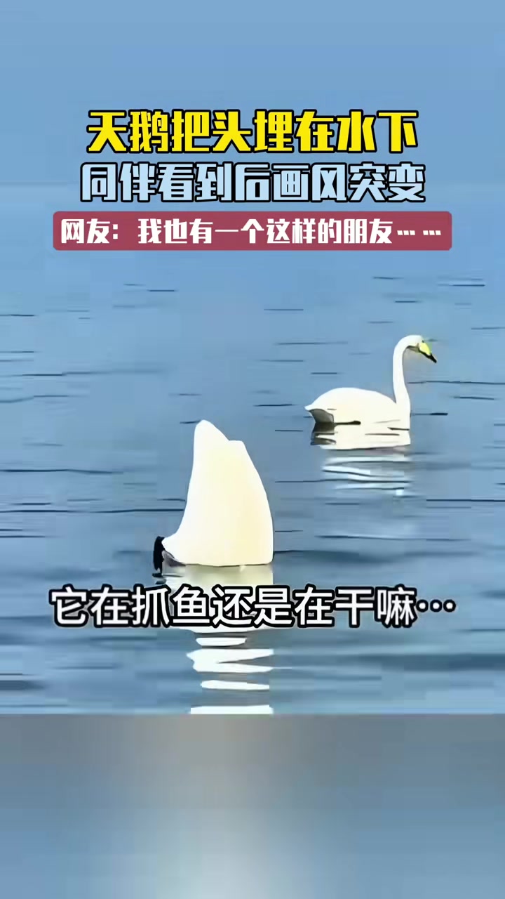 天鹅把头埋在水下同伴看到后画风突变