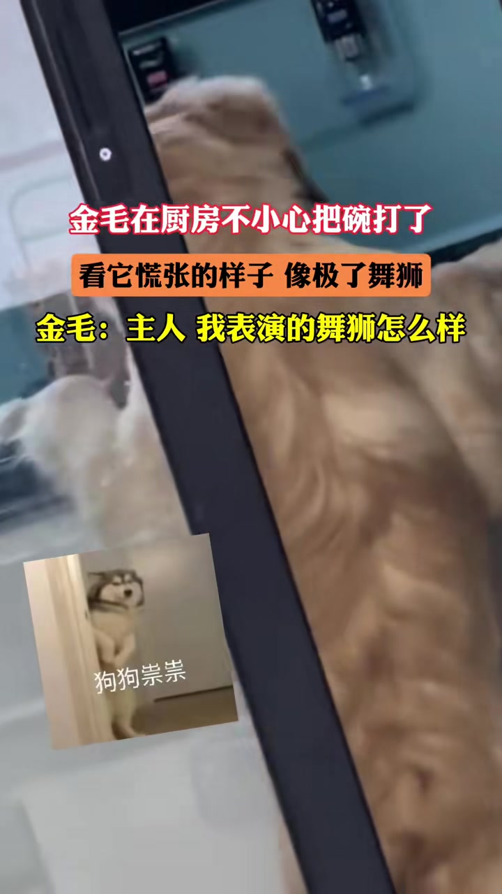金毛慌张的样子，真像是在舞狮！