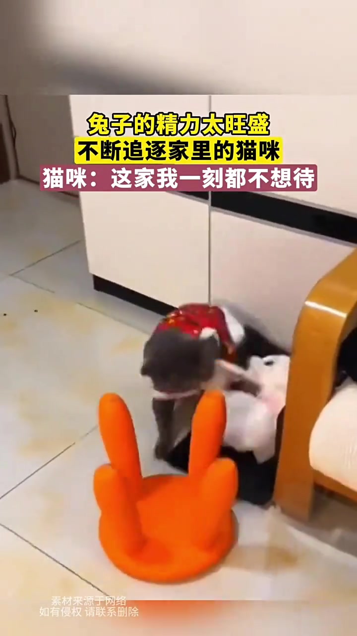 兔子的精力太旺盛，不断追逐家里的猫咪