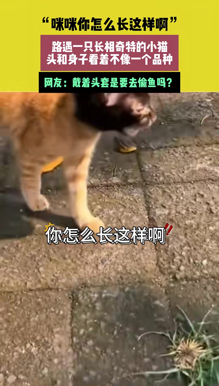 路遇一只长相奇特的小猫，头和身子看着不像一个品种