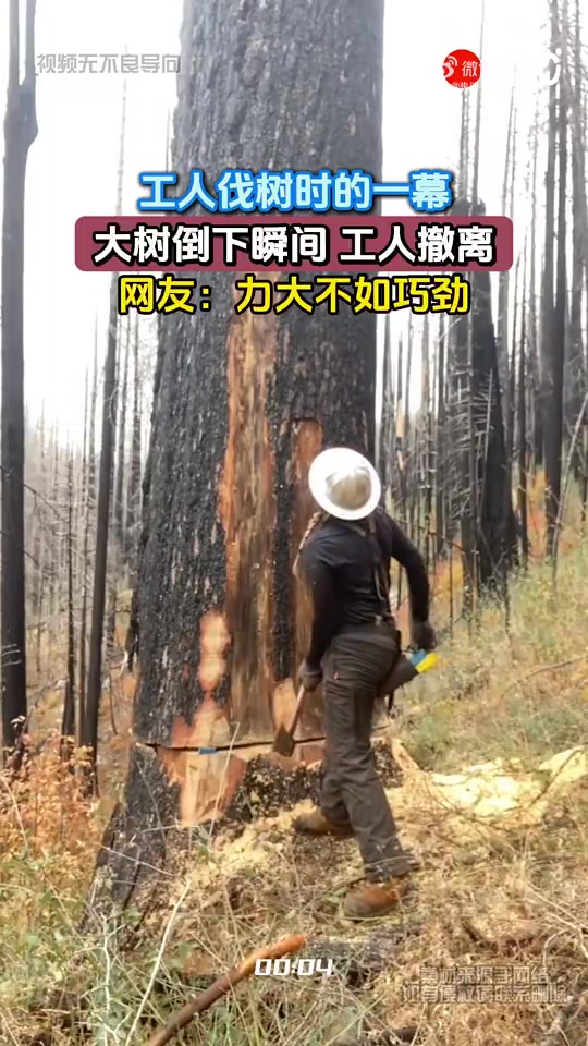 工人伐树时的一幕，大树倒下瞬间工人撤离