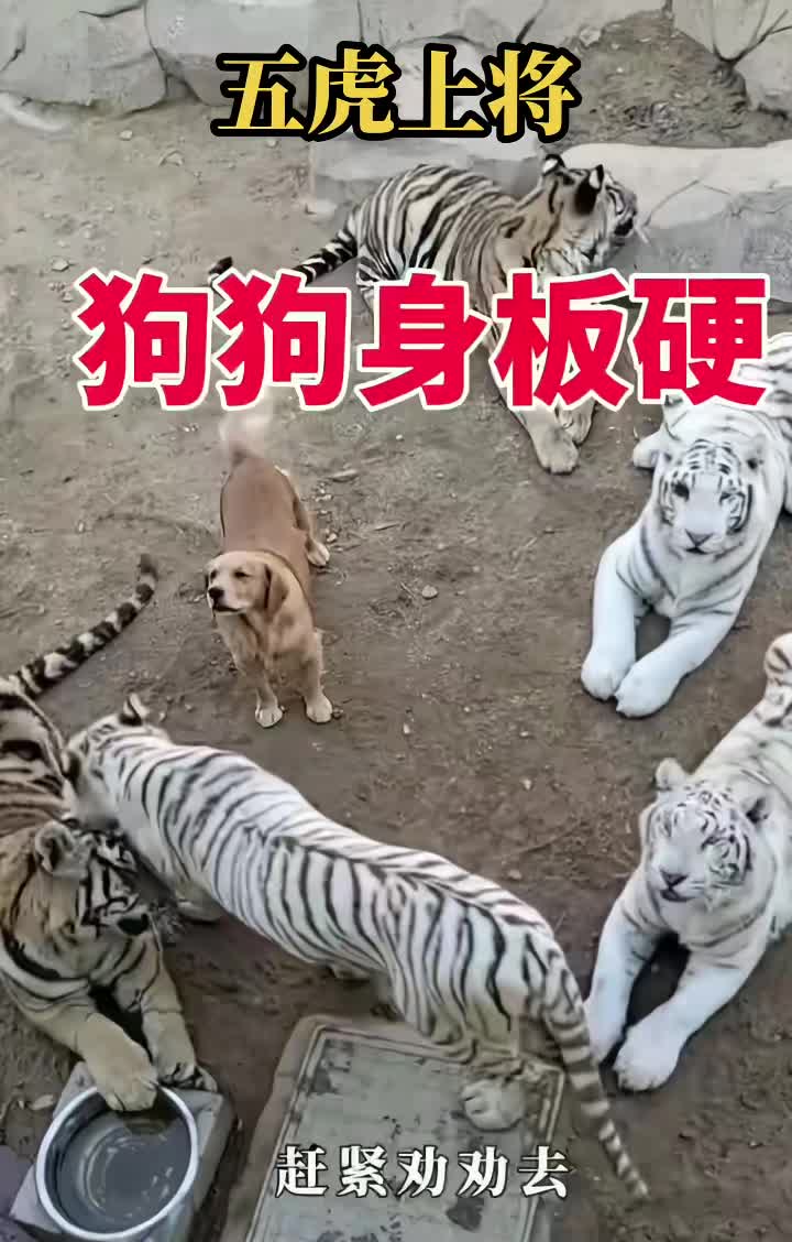 拥有五虎上将的狗妈妈是多么无敌！
