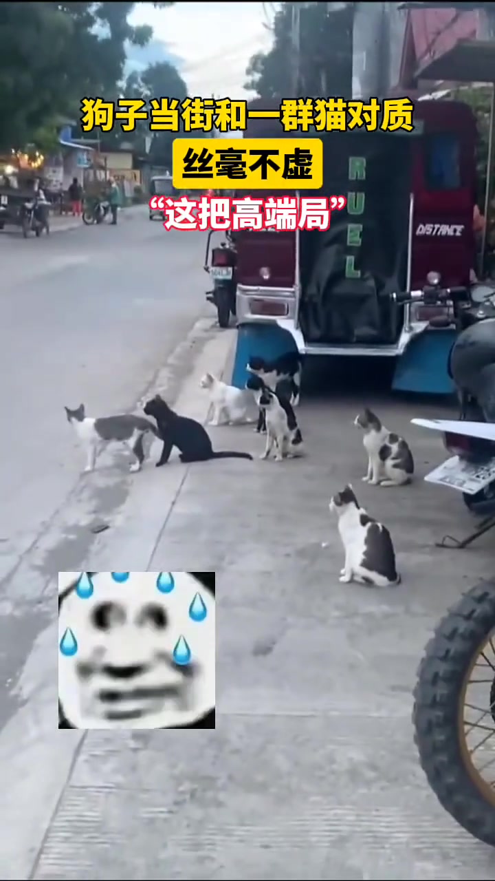 狗子当街和一群猫对质丝毫不虚