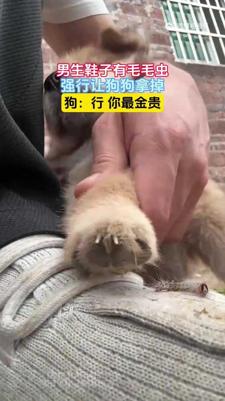 男生鞋子有毛毛虫，强行让狗狗拿掉，狗：行你最金贵