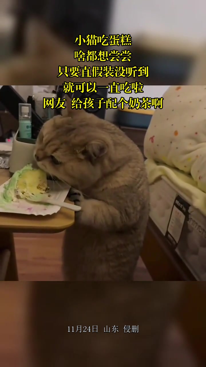 小猫吃蛋糕，啥都想尝尝，只要直假装没听到，就可以一直吃啦