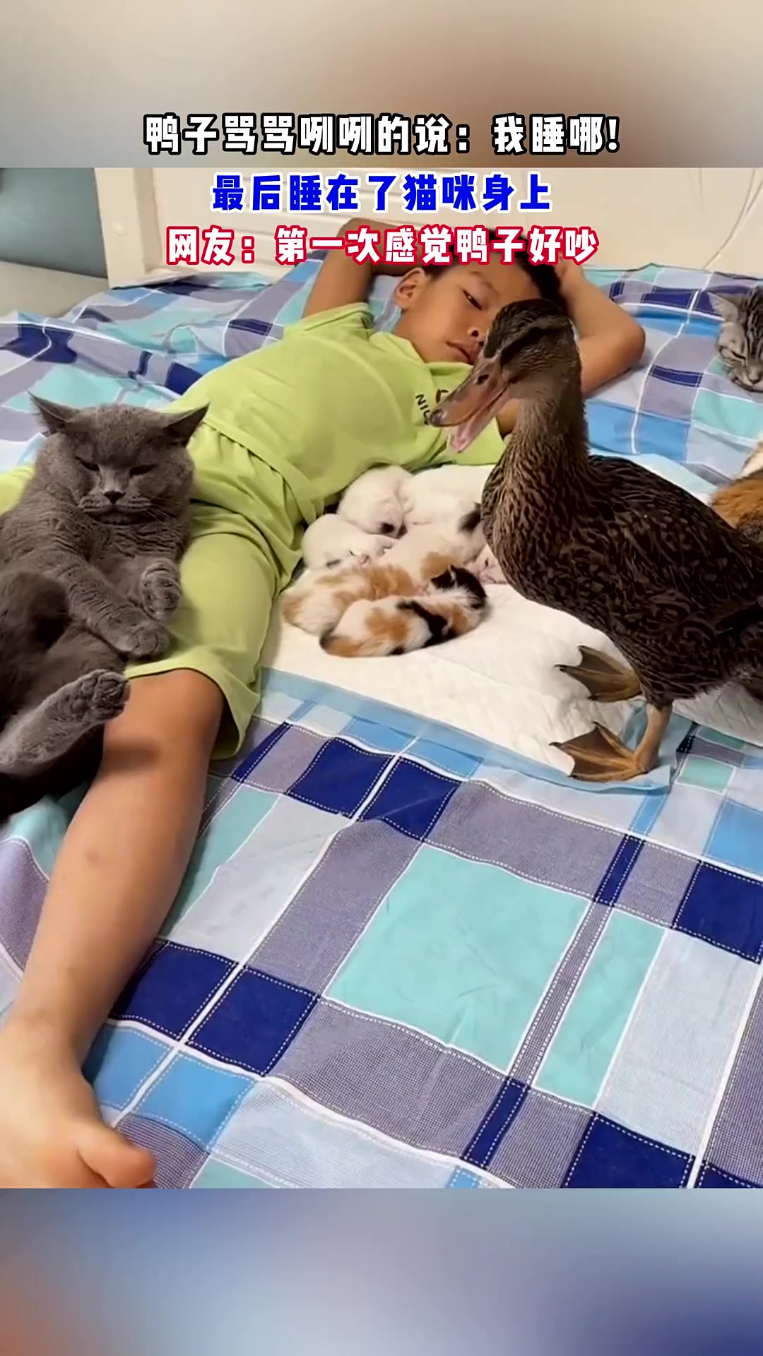 鸭子骂骂咧咧的说：我睡哪最后睡在了猫咪身上