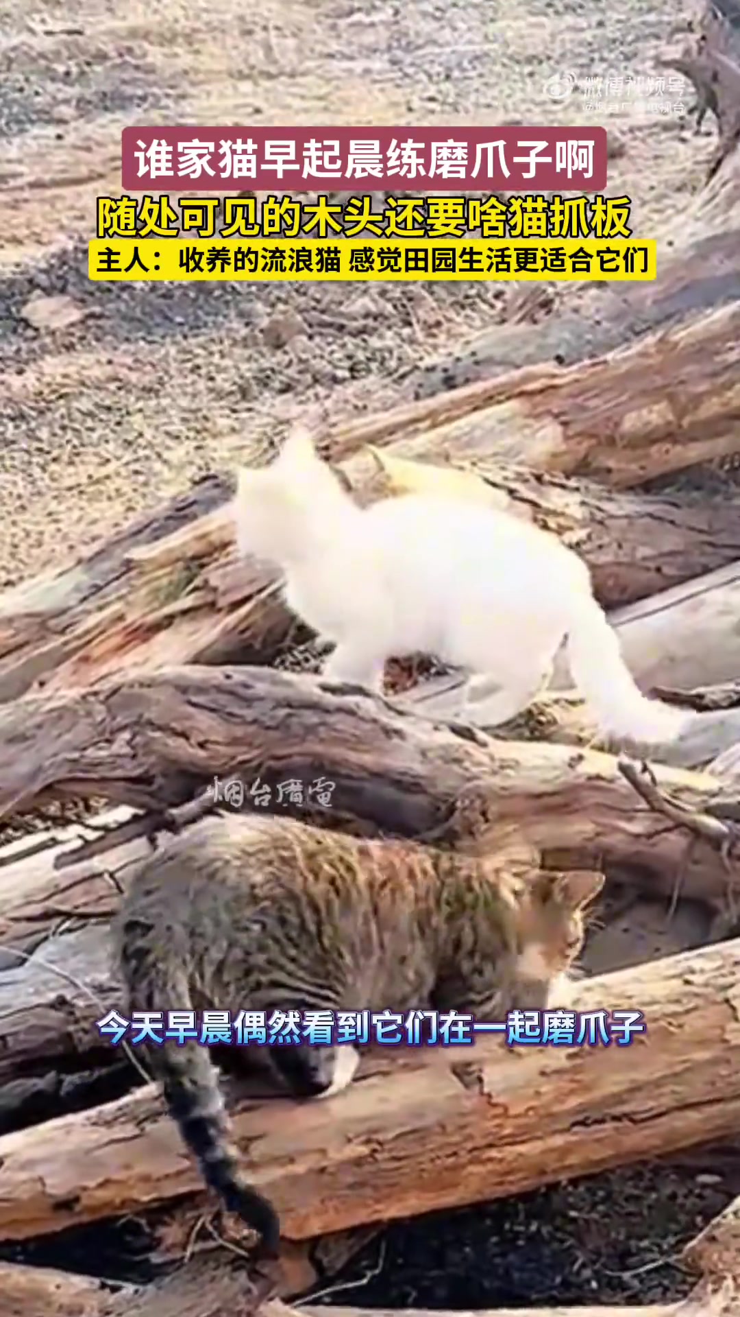 主人：收养的流浪猫，感觉田园生活更适合它们