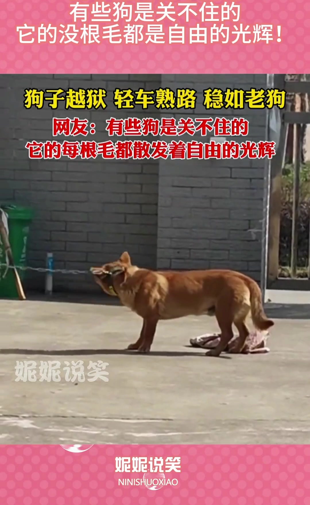狗子越狱轻车熟路，有些狗是关不住的，它的毛都是自由的光辉！