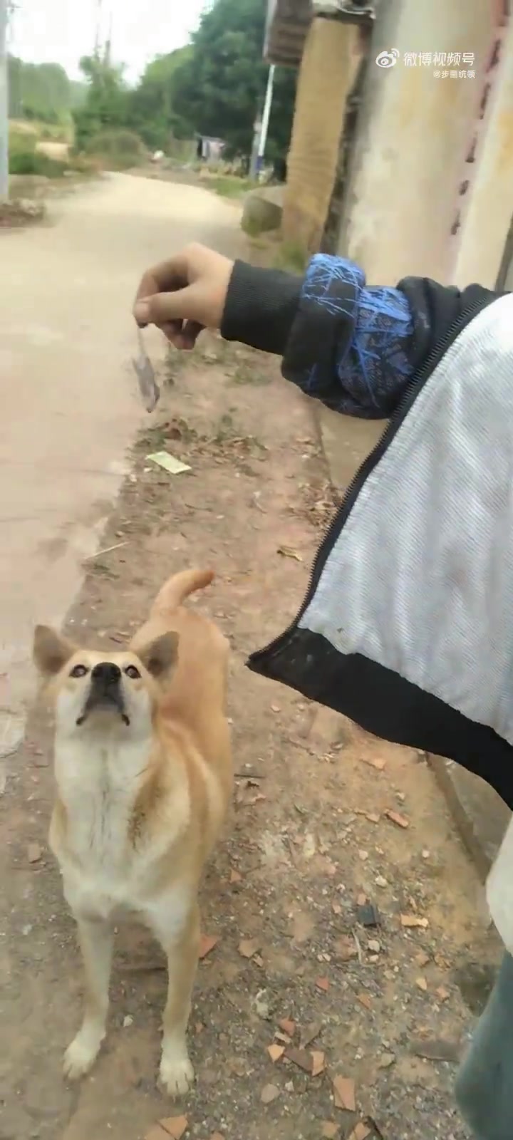 这小孩哥挺猛，狗子一口一个嘎嘣脆！