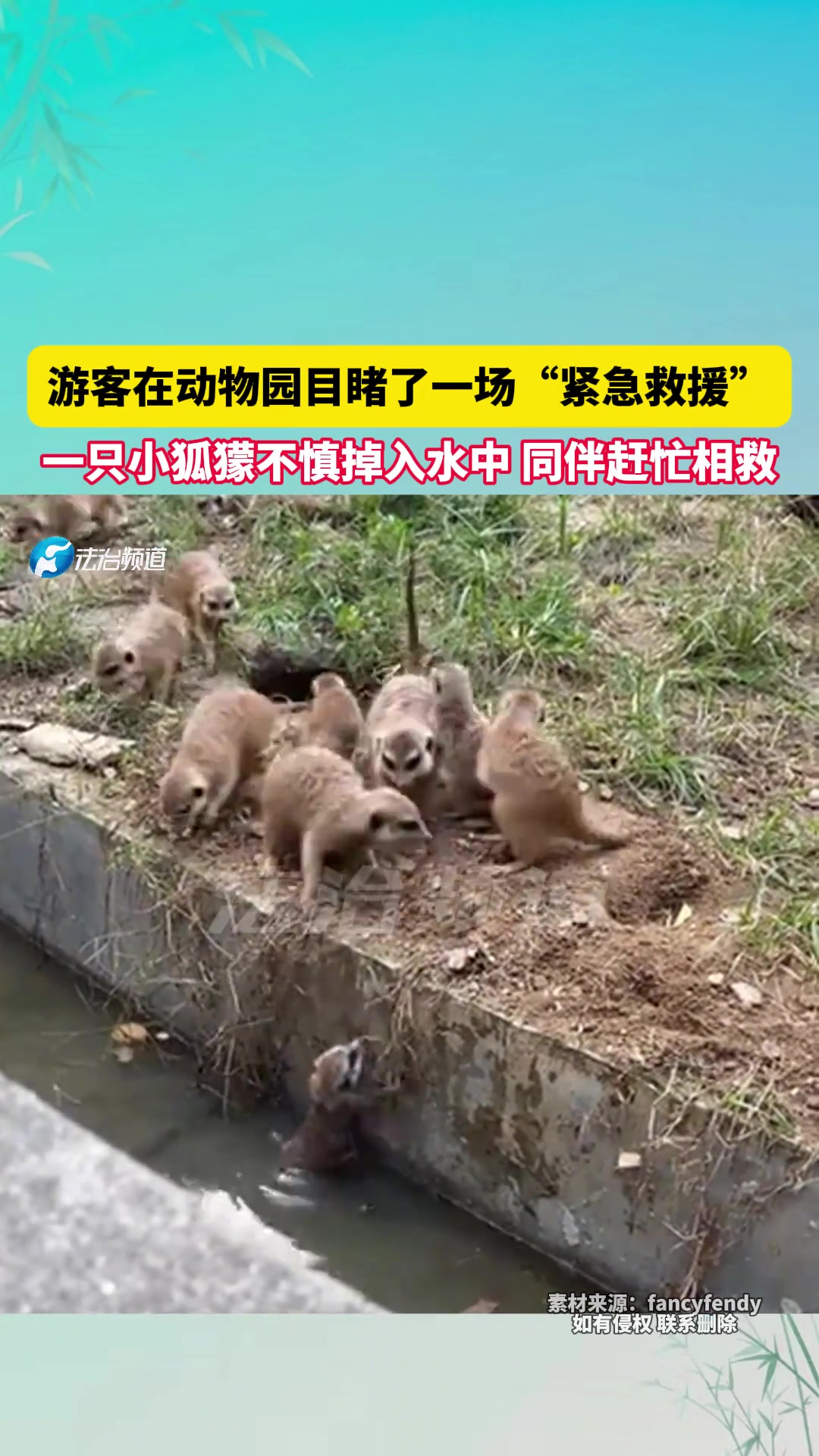游客在动物园目睹了一场“紧急救援”一只小狐獴不慎掉入水中