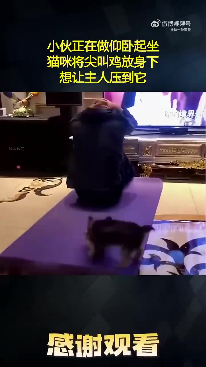 小伙正在做仰卧起坐，猫咪将尖叫鸡放身下，想让主人压到它