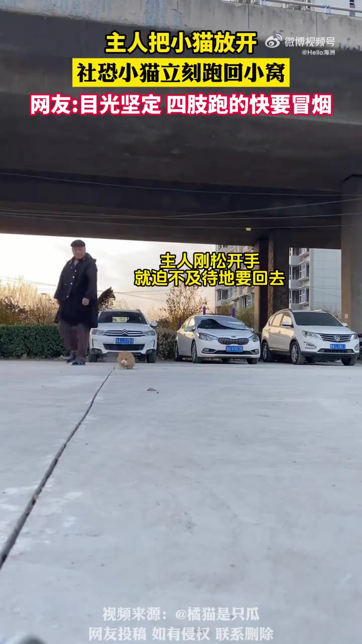主人把小猫放开社恐小猫立刻跑回小窝