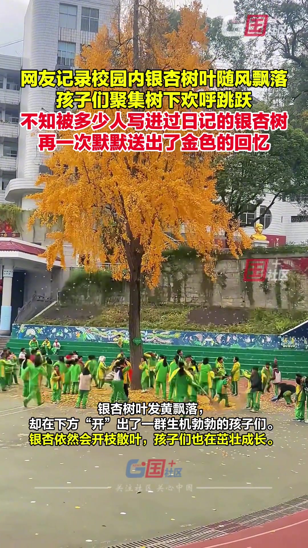 有网友拍下校园内八十多年树龄的银杏树落叶纷飞的场景