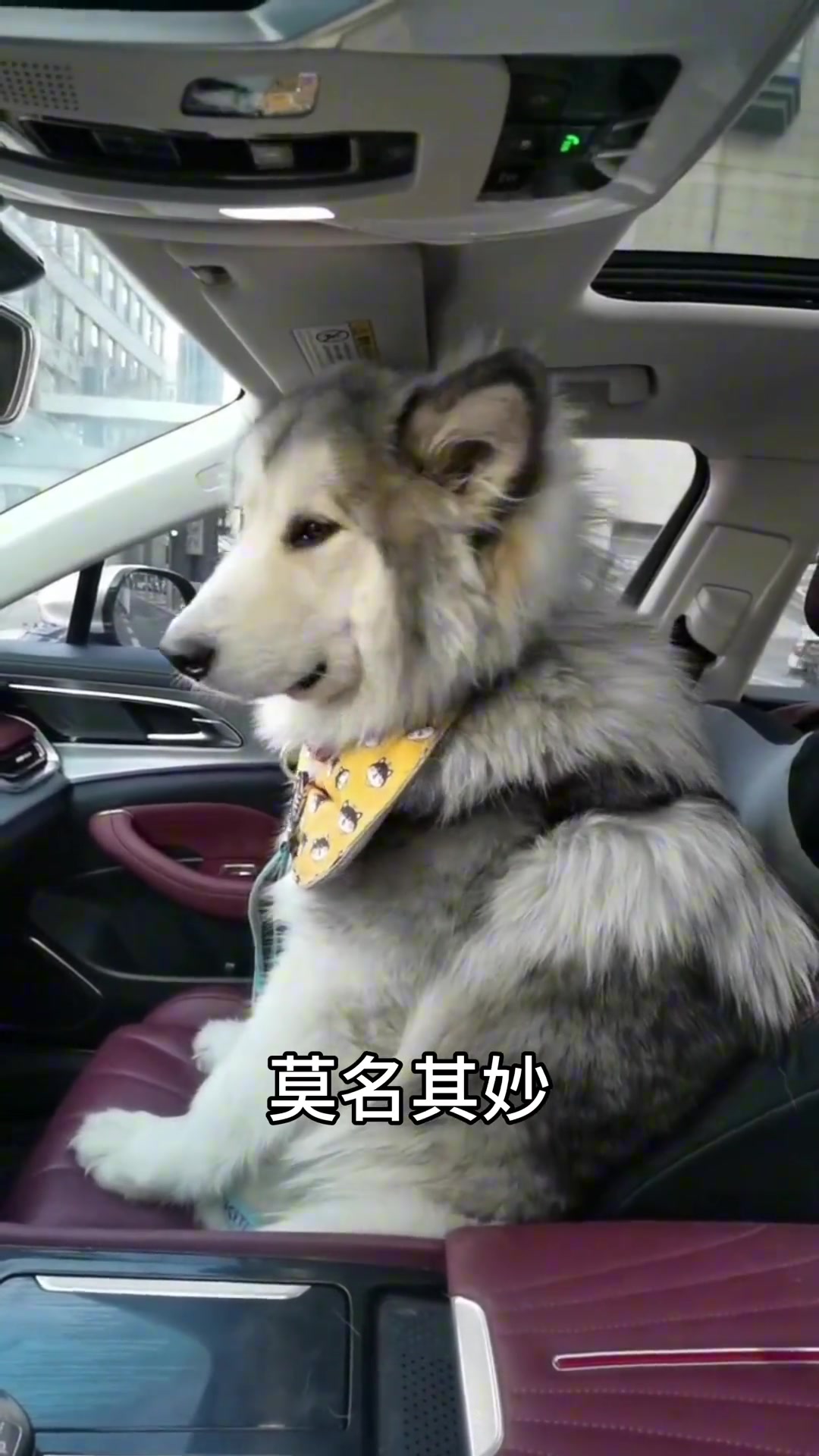 这是我的副驾，你的呢